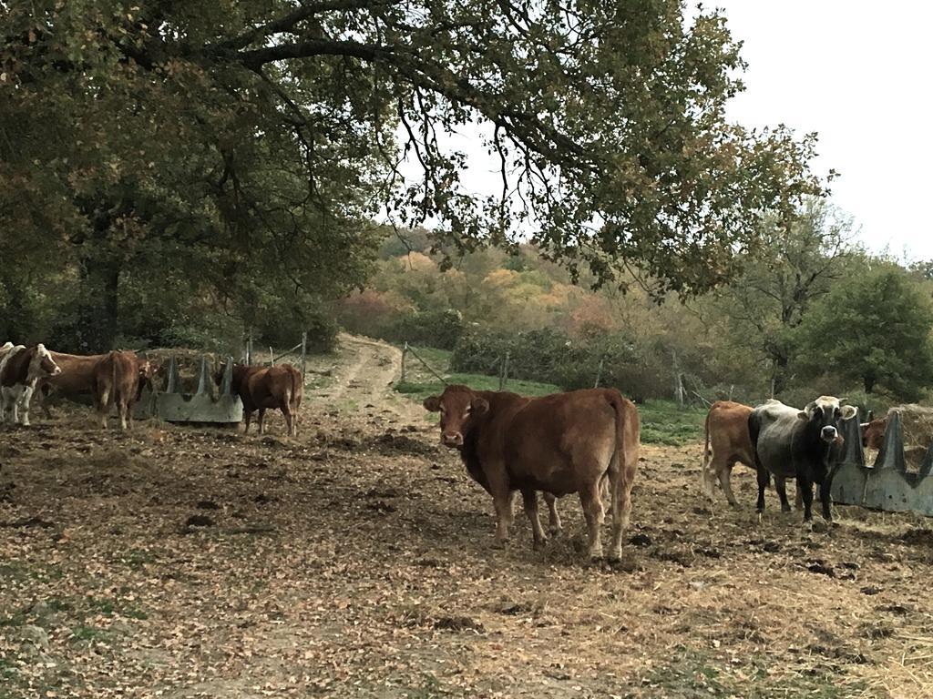 Agriturismo Mandrioli Pratovecchio Zewnętrze zdjęcie