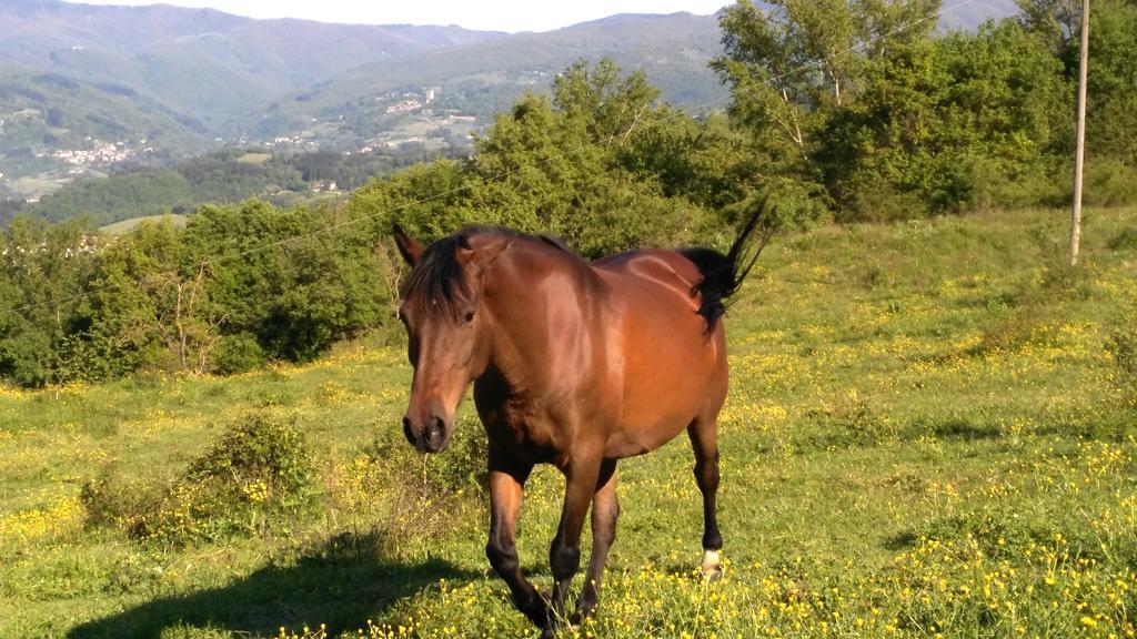 Agriturismo Mandrioli Pratovecchio Zewnętrze zdjęcie